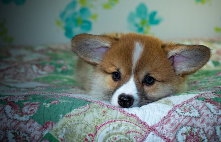 99exch Review: In‑Depth Analysis of India’s Premier Digital Trading Platform